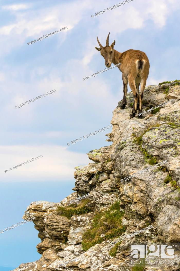 Stock Photo: Alpine Ibex (Capra ibex), female standing on rock face, Niederhorn, Bernese Oberland, Switzerland.
