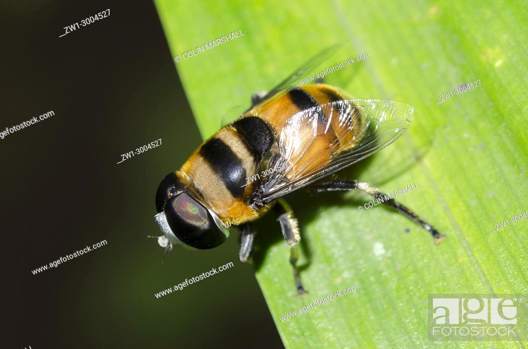 Stock Photo: Bumblebee Mimic Hoverfly (Merodon equestris), on leaf, Klungkung, Bali, Indonesia.