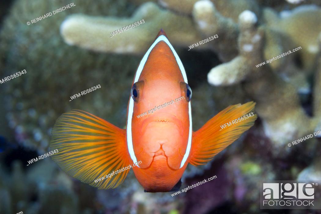 Stock Photo: Spinecheek Clownfish, Premnas aculeatus, Florida Islands, Solomon Islands.