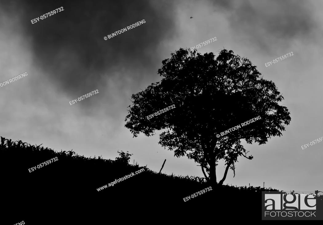 Stock Photo: A mature old tree spreads its branches out on a country slope.