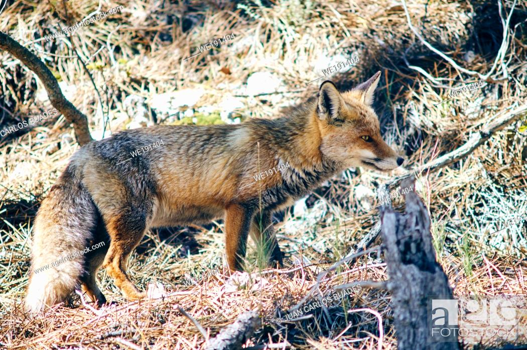Photo de stock: Red Fox (Vulpes vulpes) in Sierra de Cazorla, Andalusia, Spain.