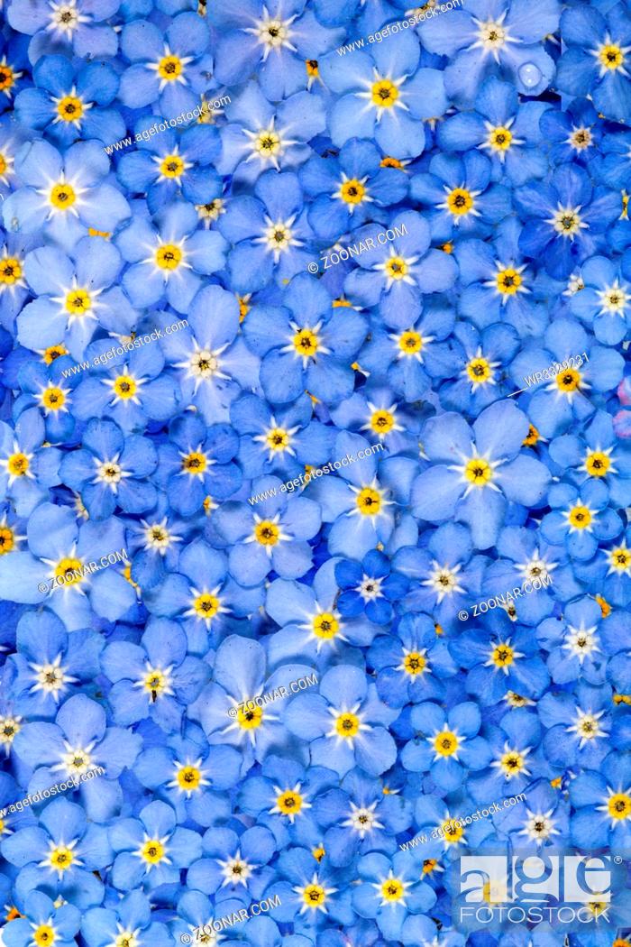 Background from light blue flowers of Forget-me-not (lat, Stock Photo,  Picture And Royalty Free Image. Pic. WR3329231 | agefotostock