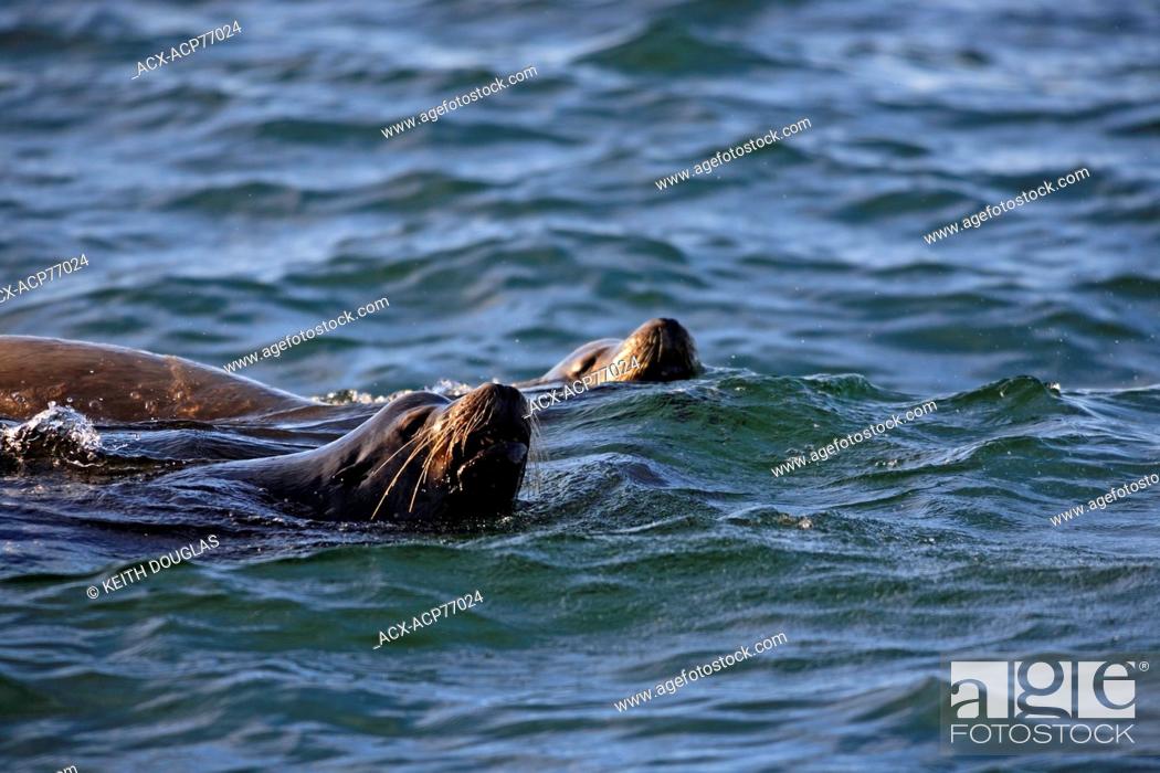 Stock Photo: California Sea Lion (Zalophus californianus) , near Nanaimo, Vancouver Island, BC, Canada.