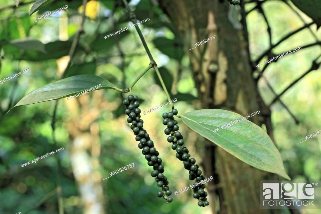 Stock Photo: Spices , green pepper piper nigrum on plant , Thekkady Thekkadi , Dist Idukki , Kerala , India.