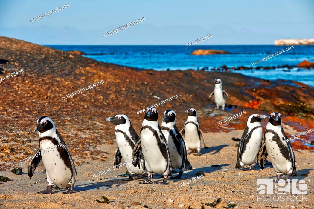Stock Photo: African penguins.
