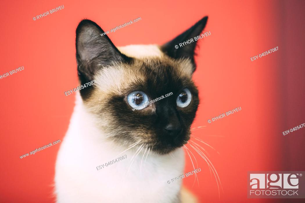 Close Up Portrait Of Mekong Bobtail Cat Kitten At Blurred Red Background Stock Photo Picture And Low Budget Royalty Free Image Pic Esy 040547087 Agefotostock
