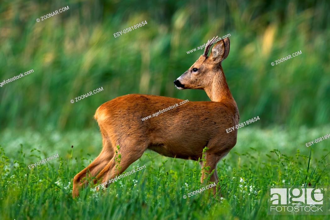 Stock Photo: Elegant roe deer, capreolus capreolus, buck looking back over shoulder on green meadow in summer. Young wild animal with small antlers from side low angle view.