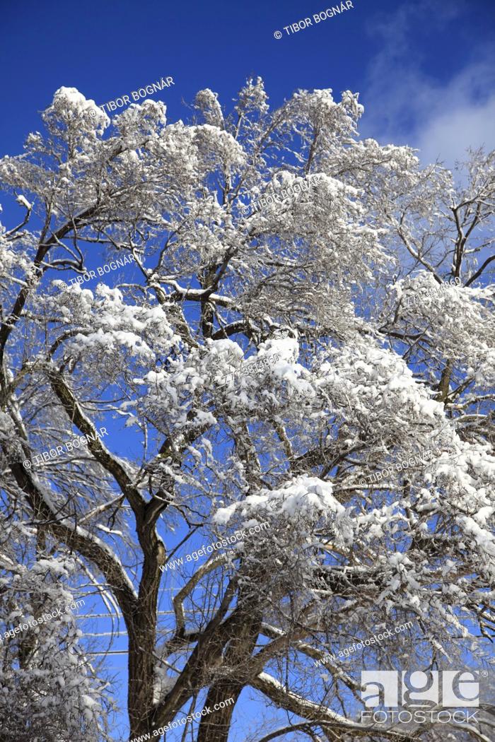 Stock Photo: Winter, snow covered trees, Montreal, Canada, .