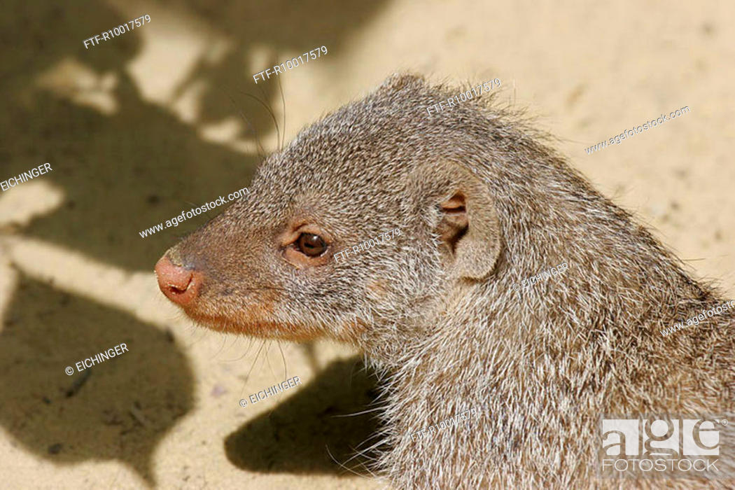 Mongoose looking away, elevated view, close-up, Stock Photo, Picture And  Royalty Free Image. Pic. FTF-R10017579 | agefotostock