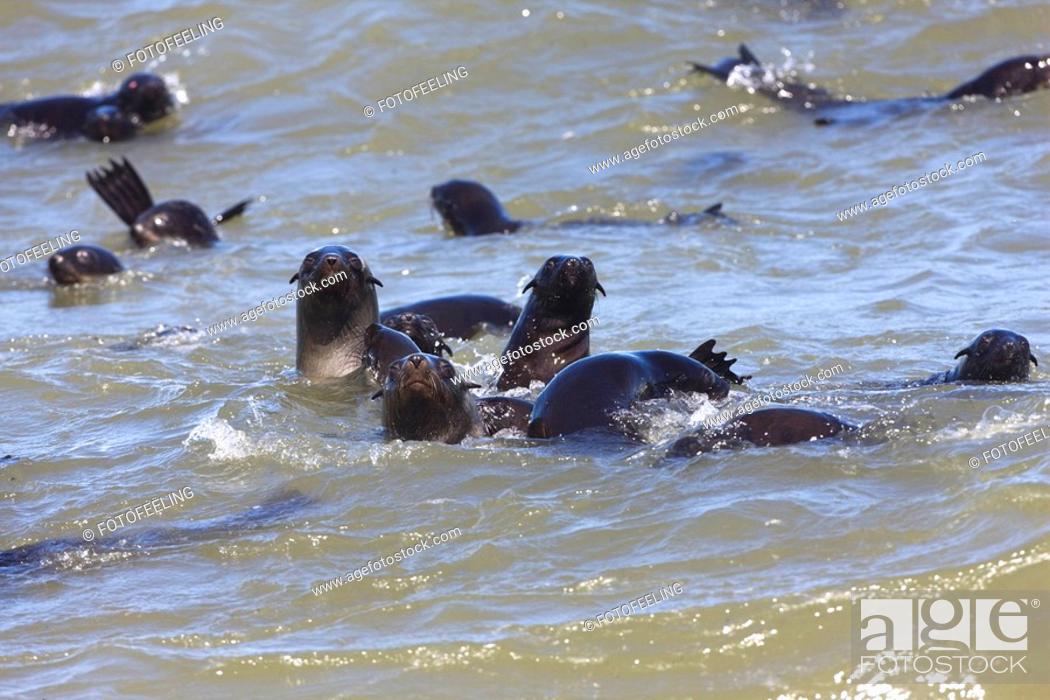 Stock Photo: South Africa, Cape Cross, Cape Fur Seals Arctocephalus pusillus in sea.