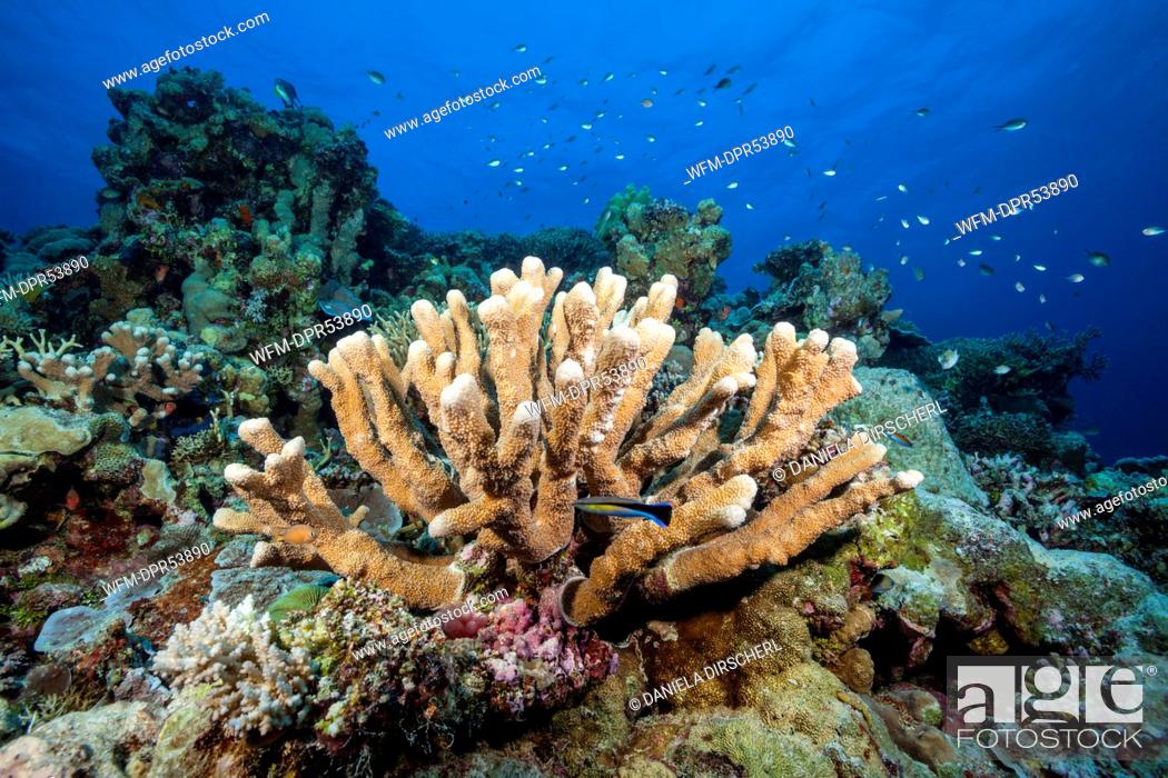 Stock Photo: Coral Reef, Osprey Reef, Coral Sea, Australia.