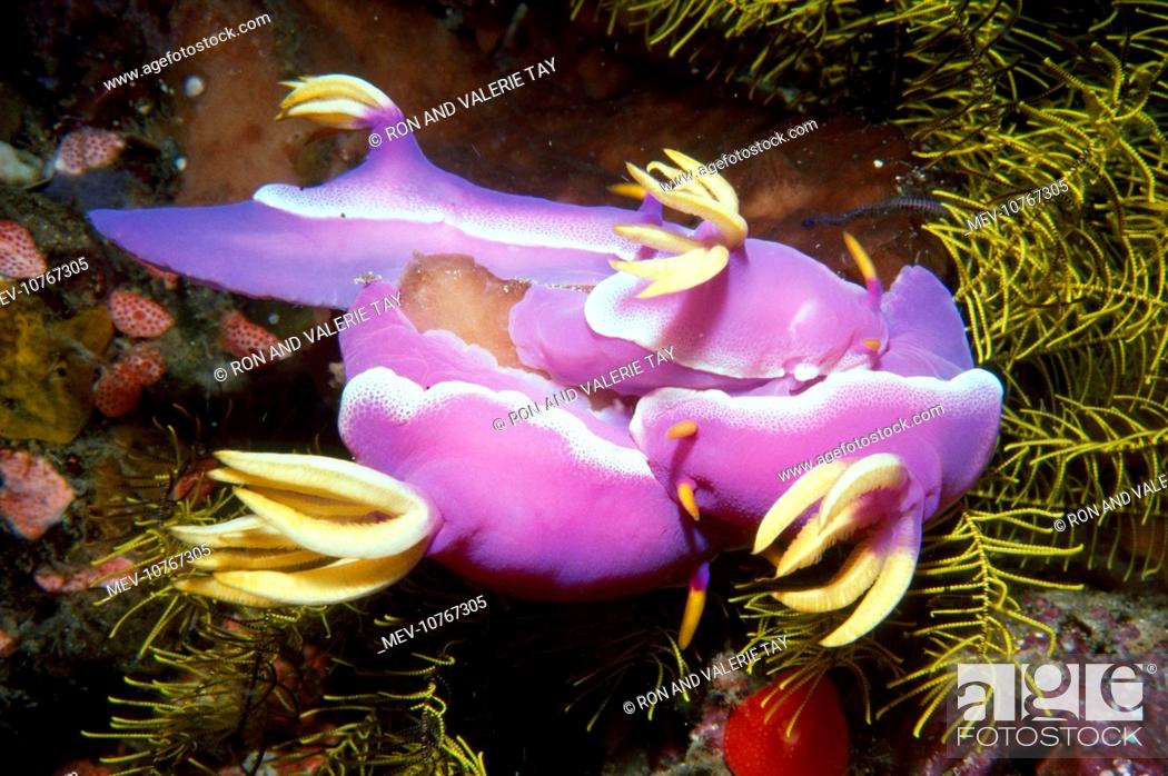 Stock Photo: Nudibranchs - mating (Chromodoris bullocki).
