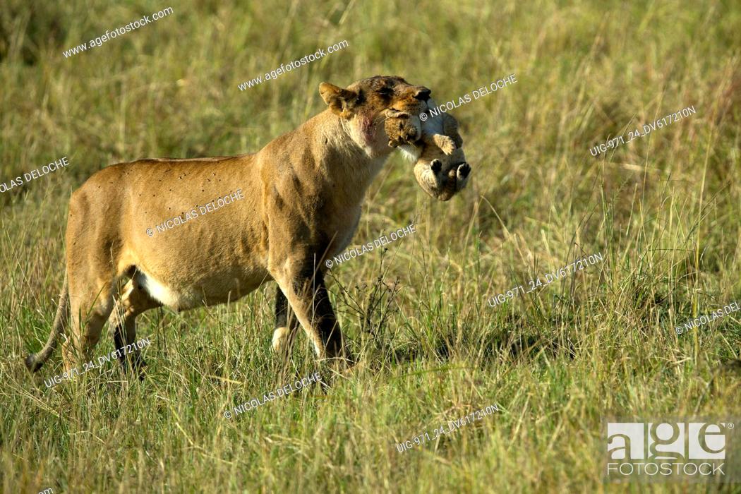Stock Photo: A lioness (Panthera leo) moving a young cubs from by carrying it in her mouth. Masai Mara National Park. Kenya.
