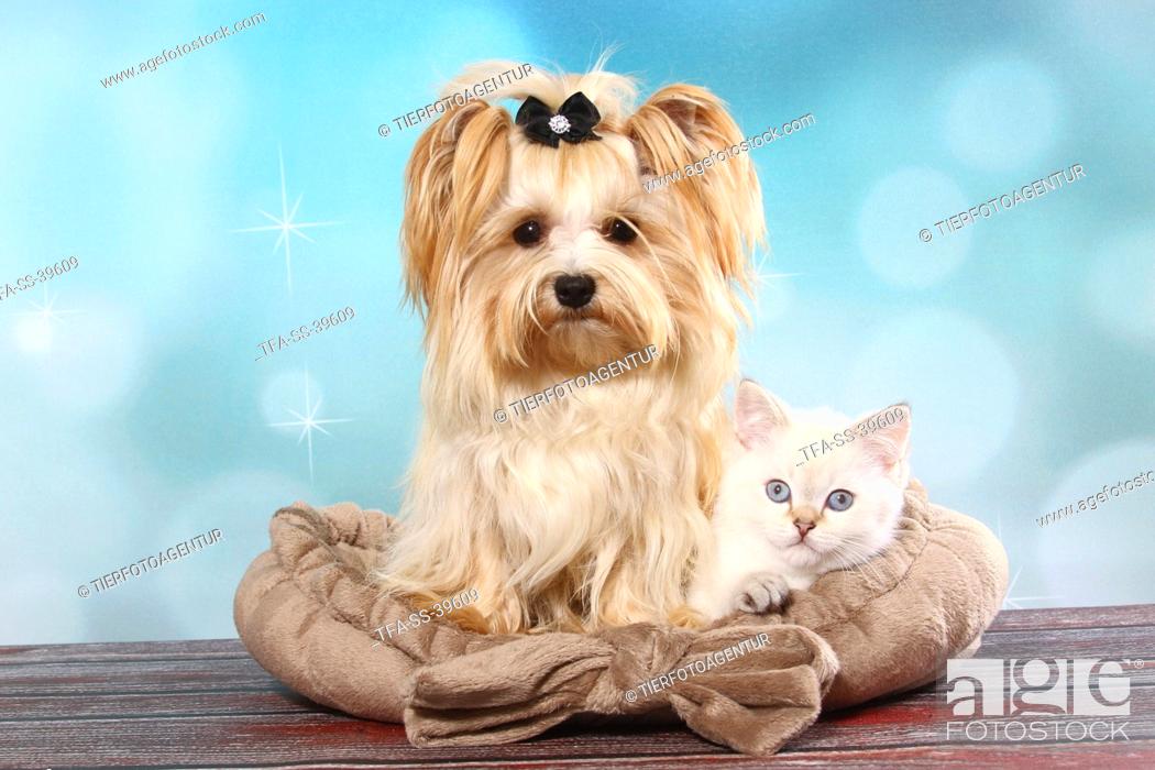 Yorkshire Terrier and British Shorthair Kitten, Stock Photo, Picture And  Rights Managed Image. Pic. TFA-SS-39609 | agefotostock