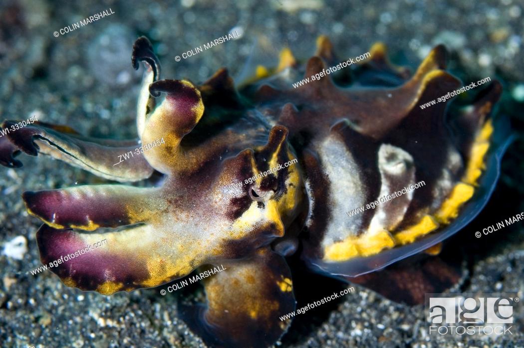 Stock Photo: Pfeffer's Flamboyant Cuttlefish (Metasepia pfefferi, Sepiidae family) hunting on sand, Jahir dive site, Lembeh Straits, Sulawesi, Indonesia.