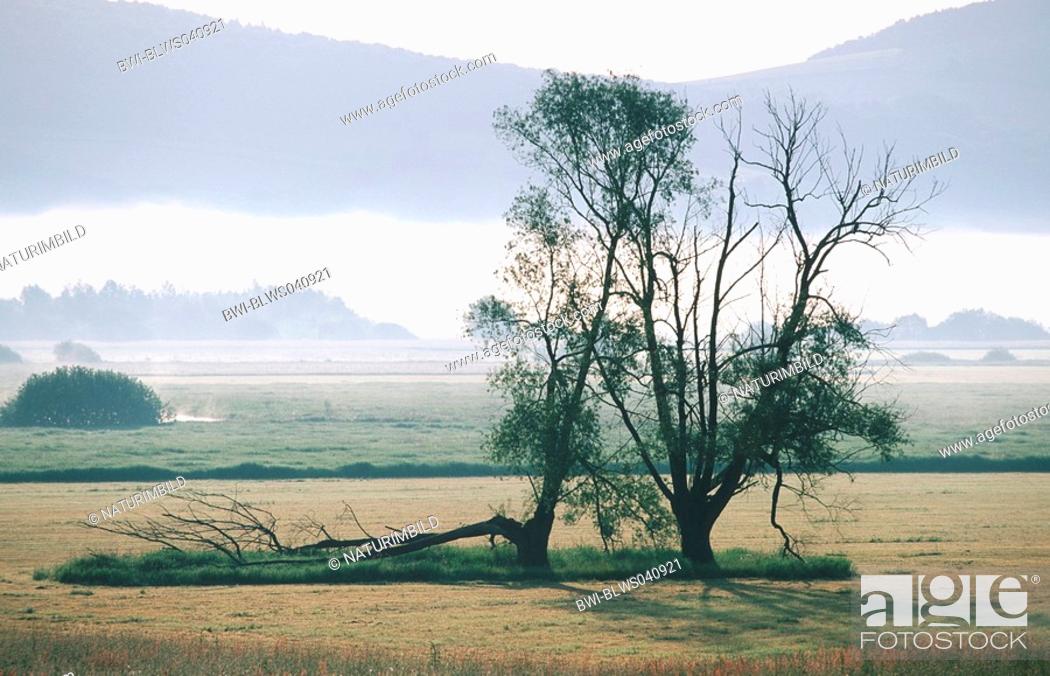 Stock Photo: woody plants in morning atmosphere, Germany, Lower Saxony, Solling, Immensen.