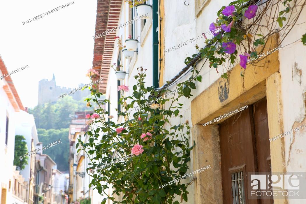 Stock Photo: PRODUCTION - 03 August 2022, Portugal, Tomar: Roses and showy vines grow on a house in an alley in the city center, at the end of which the Templar Castle can.