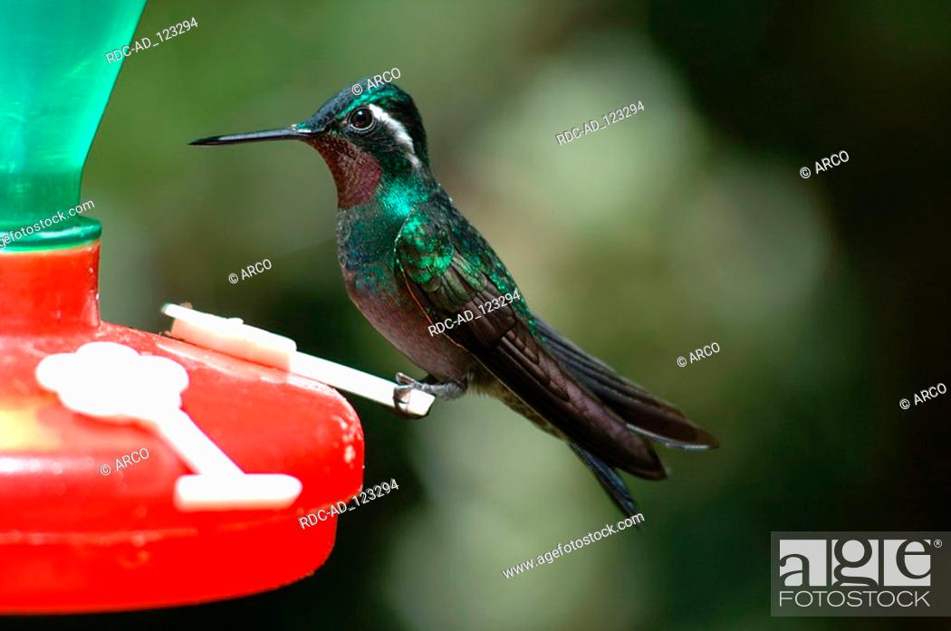Stock Photo: White-throated Mountain-gem national park Monteverde Costa Rica Lampornis castaneoventris side.
