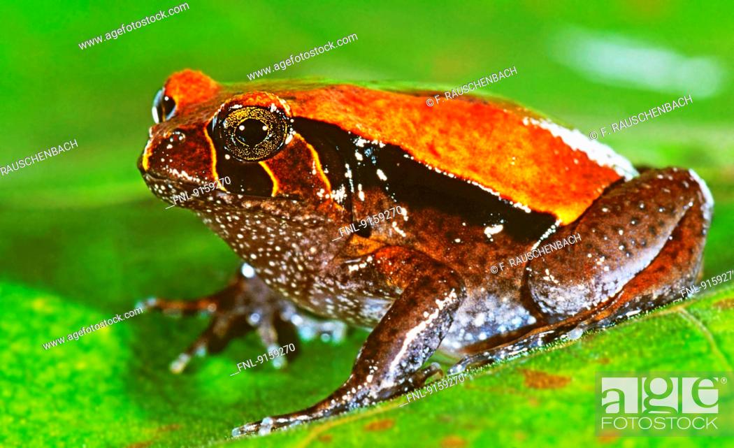 Stock Photo: Rainforest rocket frog.