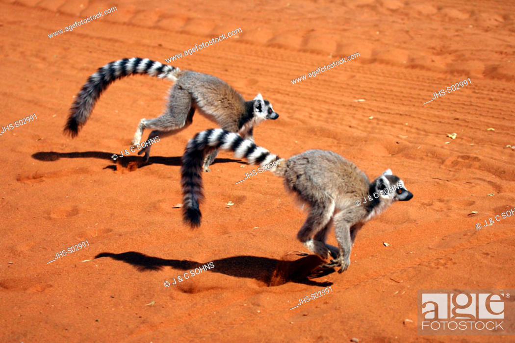 groep Mondwater vers Ring Tailed Lemur, Lemur catta, Berenty Game Reserve, Madagascar, adults  running, Stock Photo, Picture And Rights Managed Image. Pic. JHS-S02991 |  agefotostock