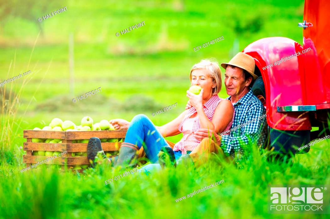 Stock Photo: Senior couple harvesting fruit, sitting on grass at red vintage pickup truck, woman eating apple.