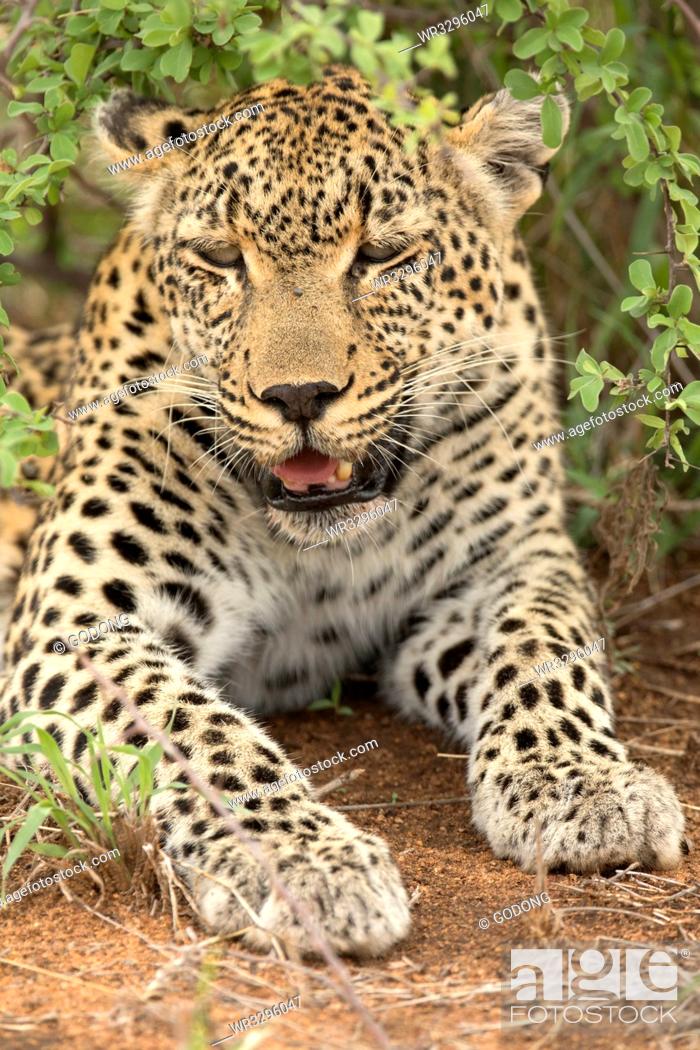 Stock Photo: African Leopard (Panthera pardus) in savanna, Kruger National Park, South-Africa, Africa.