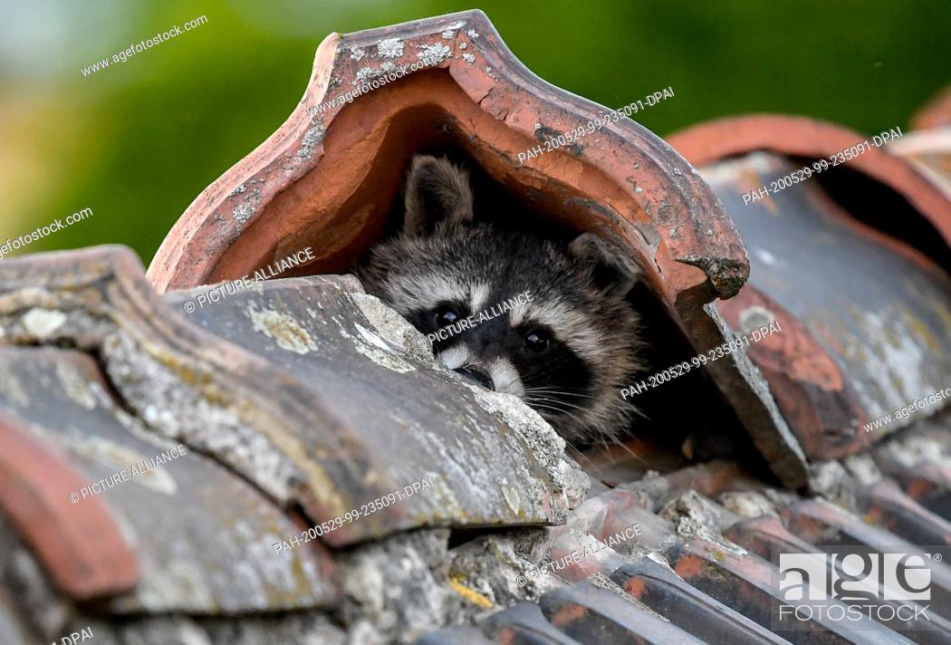 Stock Photo: 28 May 2020, Berlin: A raccoon peeps out of his hiding place. The small bear, called Elma, sets off on his nightly forays.