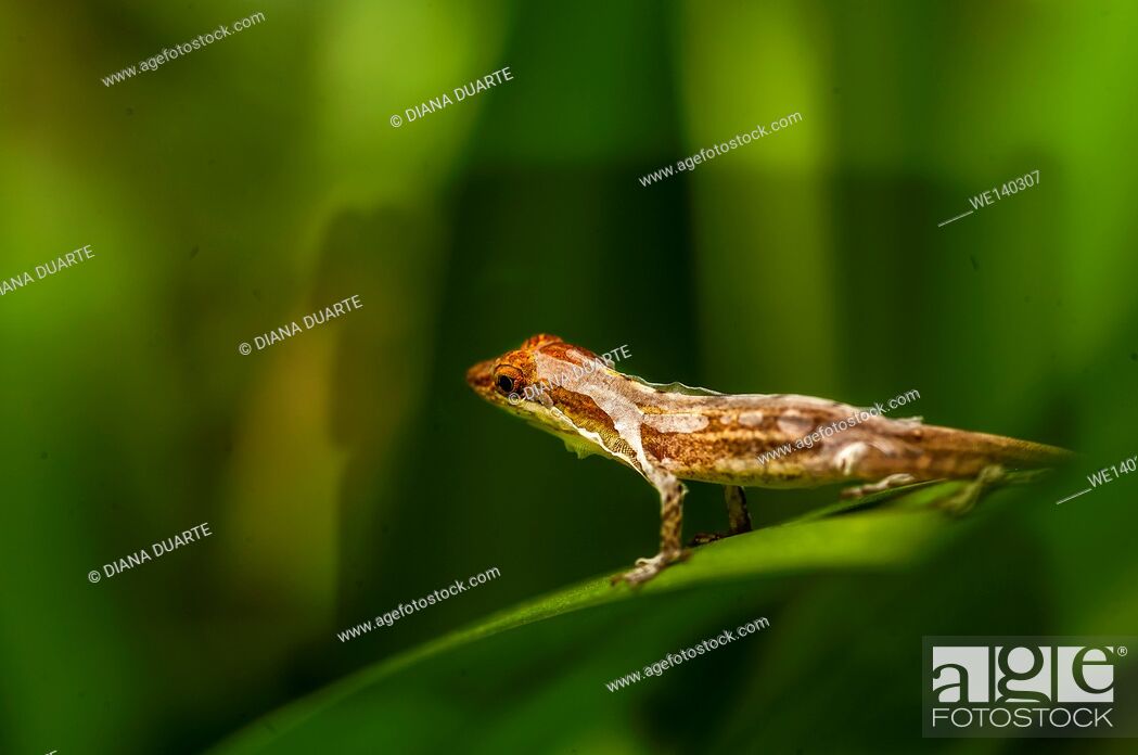 Stock Photo: 'Anolis ( Anolis )'. When it comes to Lizard habitat and Distribution it is extremely diverse. Antarctica is the only location in the world where there are some.