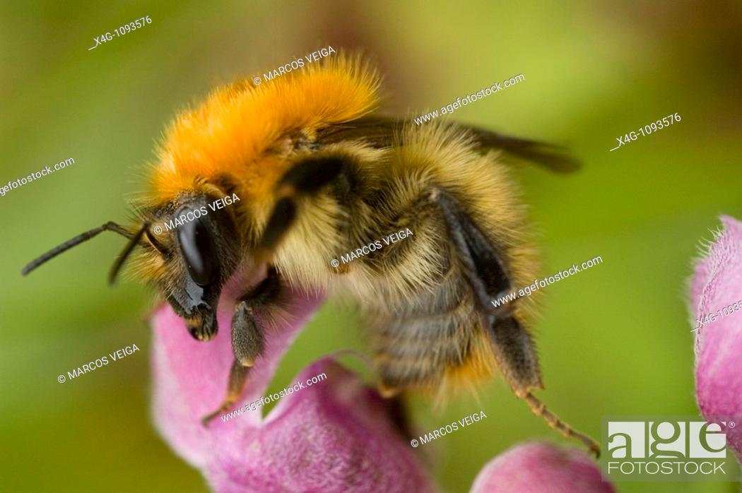 Stock Photo: Brown-banded carder bee (Bombus humilis), Pontevedra, Spain.