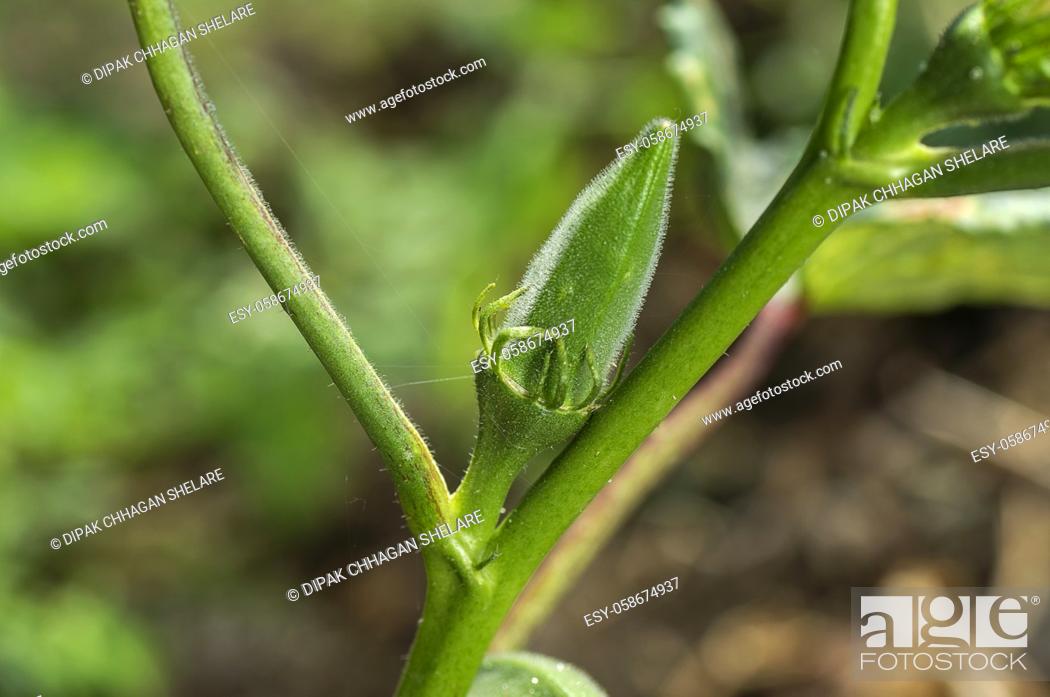 Stock Photo: Young Okra Plant (Lady Finger) at farm field.