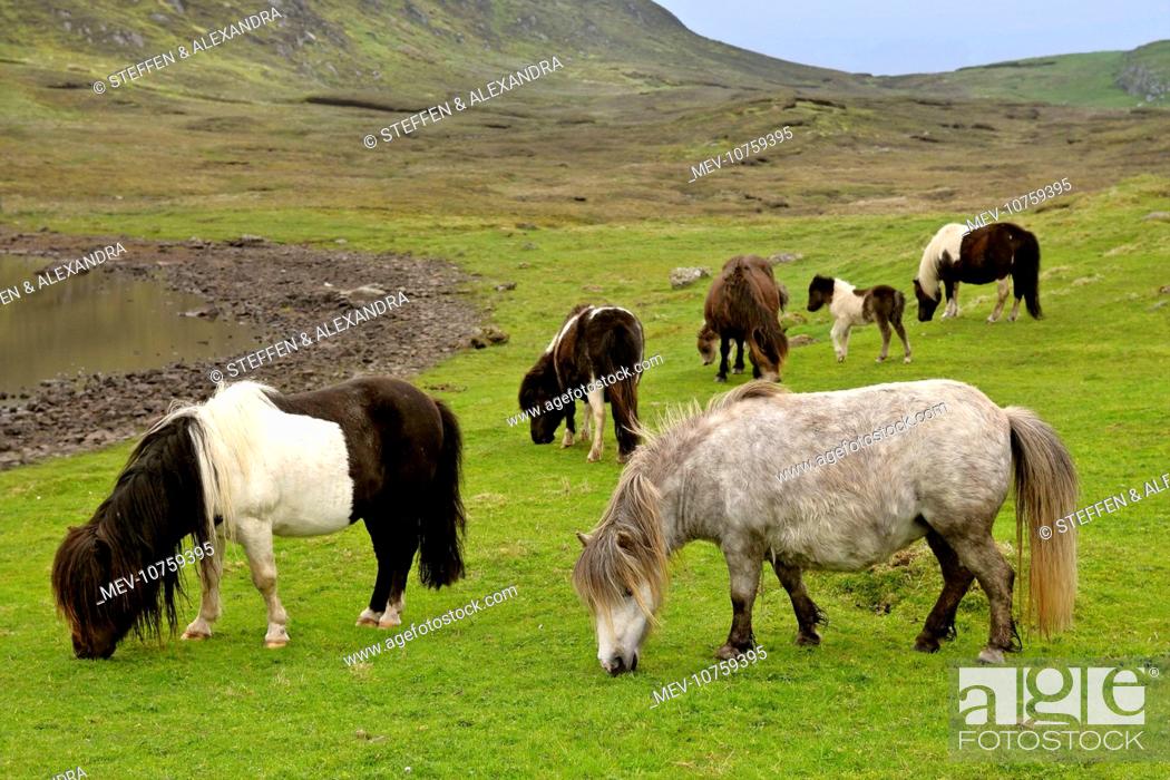 Stock Photo: Piebald Shetland Pony - adults and foals grazing on pasture.