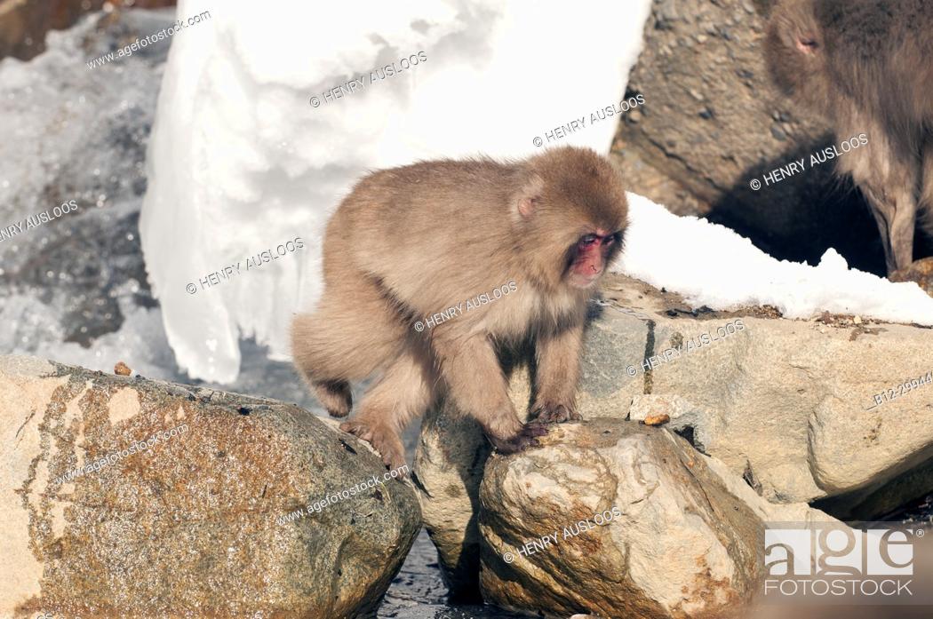 Stock Photo: Japanese macaque or snow japanese monkey , walking by the riverside (Macaca fuscata), Japan.