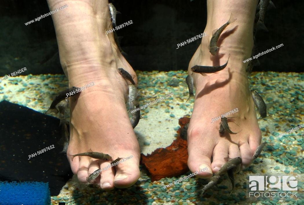 Stock Photo: Small fish (Garra Rufas) nibble the feet of a customer in the 'Garra Rufa Lounge' in Kiel, Germany, 23 September 2014. These fish areperforming pedicures in an.
