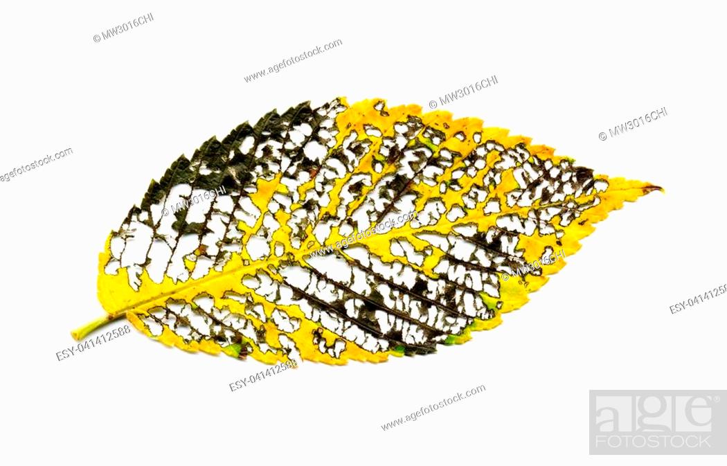 Stock Photo: Insect damage on autumn elm leaf leaves skeletal vein structure on white background.