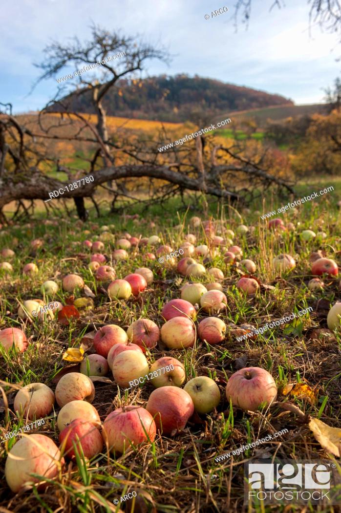 Stock Photo: Mature Apple in Autumn, Baden-Wuerttemberg, Germany, Swabian-Franconian-Forest, Heilbronn-Franconia, Hohenlohe region, Vineyard, Oehringen, Michelbach.