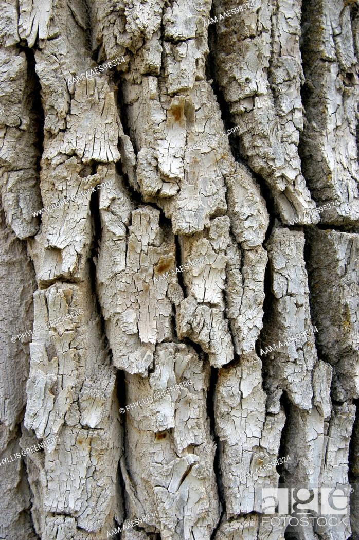 Stock Photo: Bark of Narrowleaf Cottonwood tree (Populus angustifolia) Ridgway, Co.