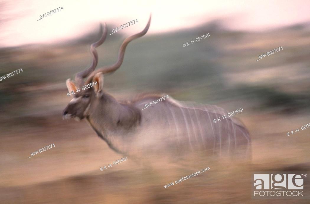 greater kudu (Tragelaphus strepsiceros), single animal, running, Namibia,  Kaokoveld, Stock Photo, Picture And Rights Managed Image. Pic. BWI-B037574  | agefotostock