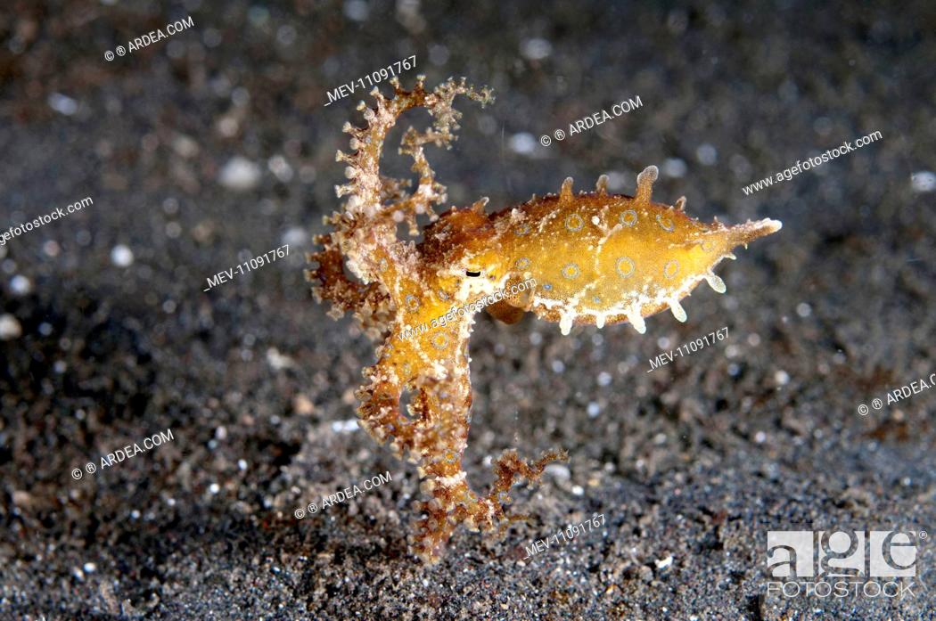 Stock Photo: Blue-ringed Octopus with defensive posture.
