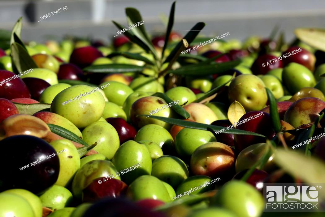 Stock Photo: Green and black olives in a mill ready to be squeezed. Sicily.
