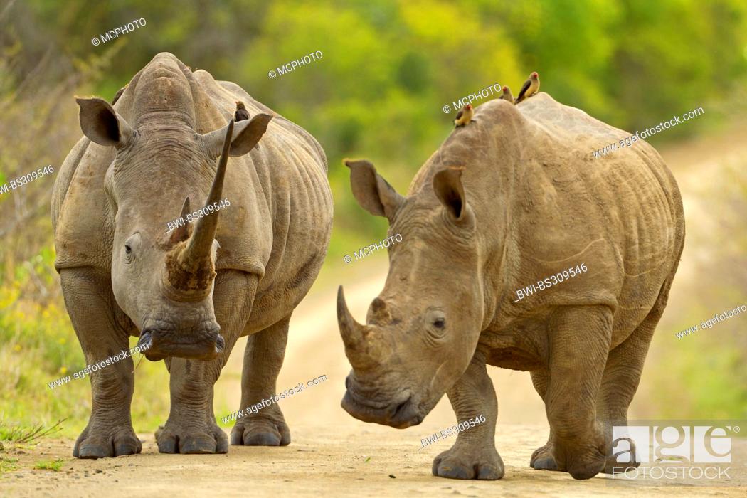 Photo de stock: white rhinoceros, square-lipped rhinoceros, grass rhinoceros (Ceratotherium simum), two rhinoceroses walking on a road, South Africa.