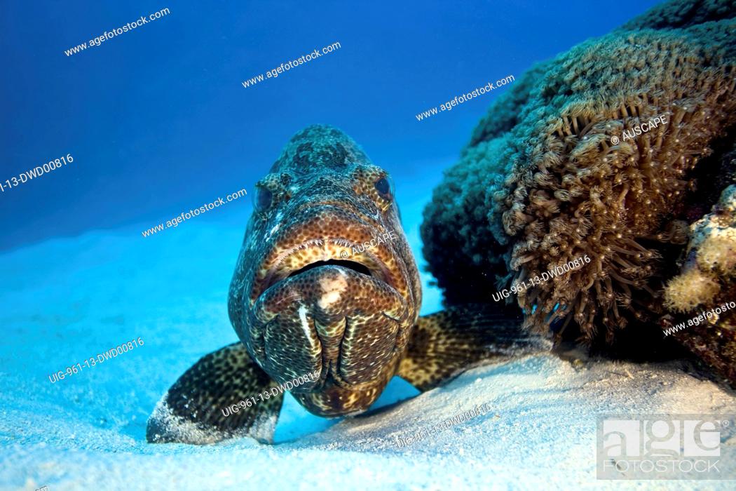 Stock Photo: Brown-marbled grouper on sandy bottom, Wheeler Reef, Great Barrier Reef off Townsville, Queensland, Australia.