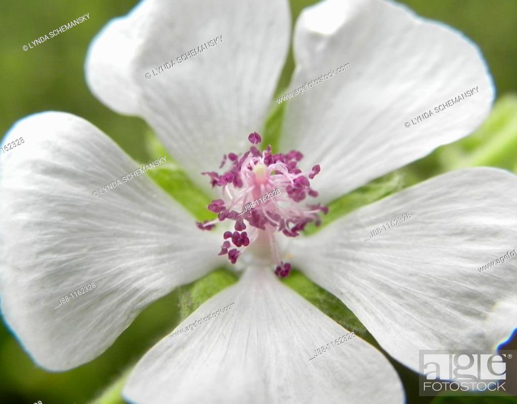 Imagen: Marshmallow Marsh Mallow, Althaea officinalis flower.