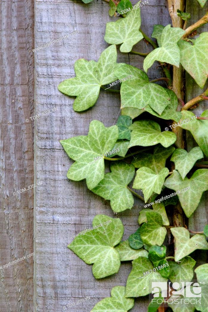 Stock Photo: Ivy Hedra helix climbing up wooden fence close up England UK.