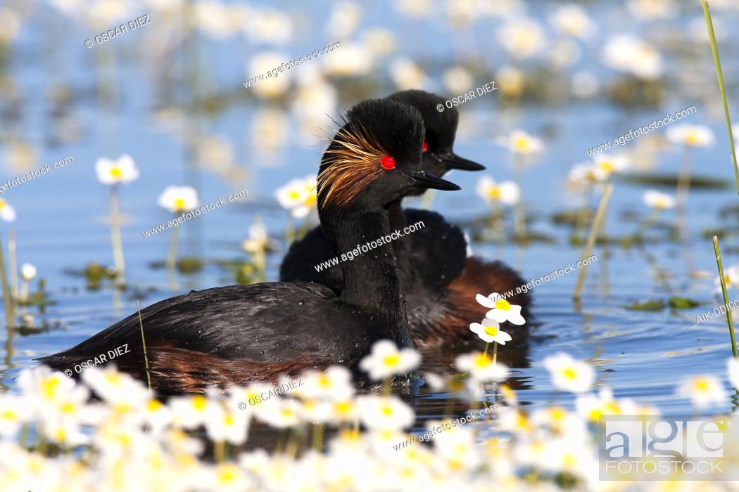 Stock Photo: Black-necked Grebe between blooming Pond Water-crowfoot.