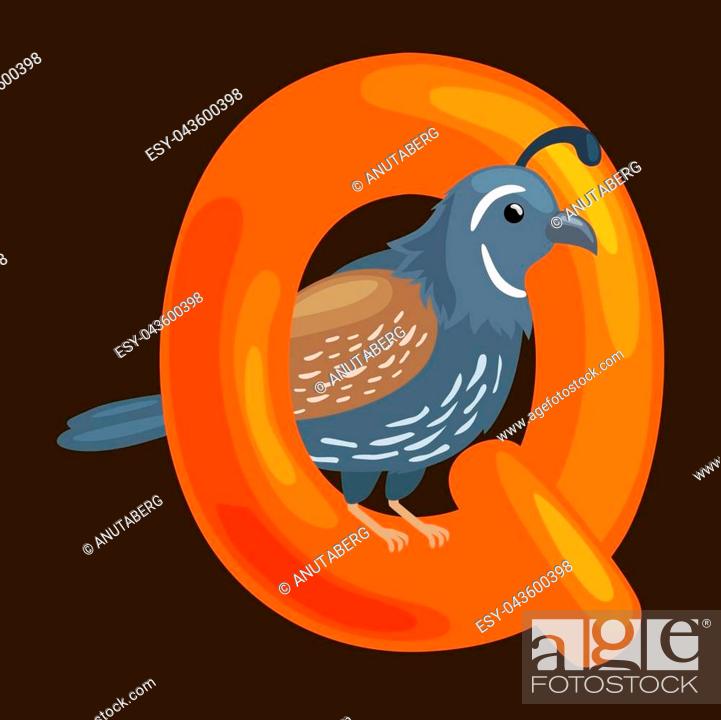 quail animal and letter Q for kids abc education in preschool, Stock  Vector, Vector And Low Budget Royalty Free Image. Pic. ESY-043600398 |  agefotostock