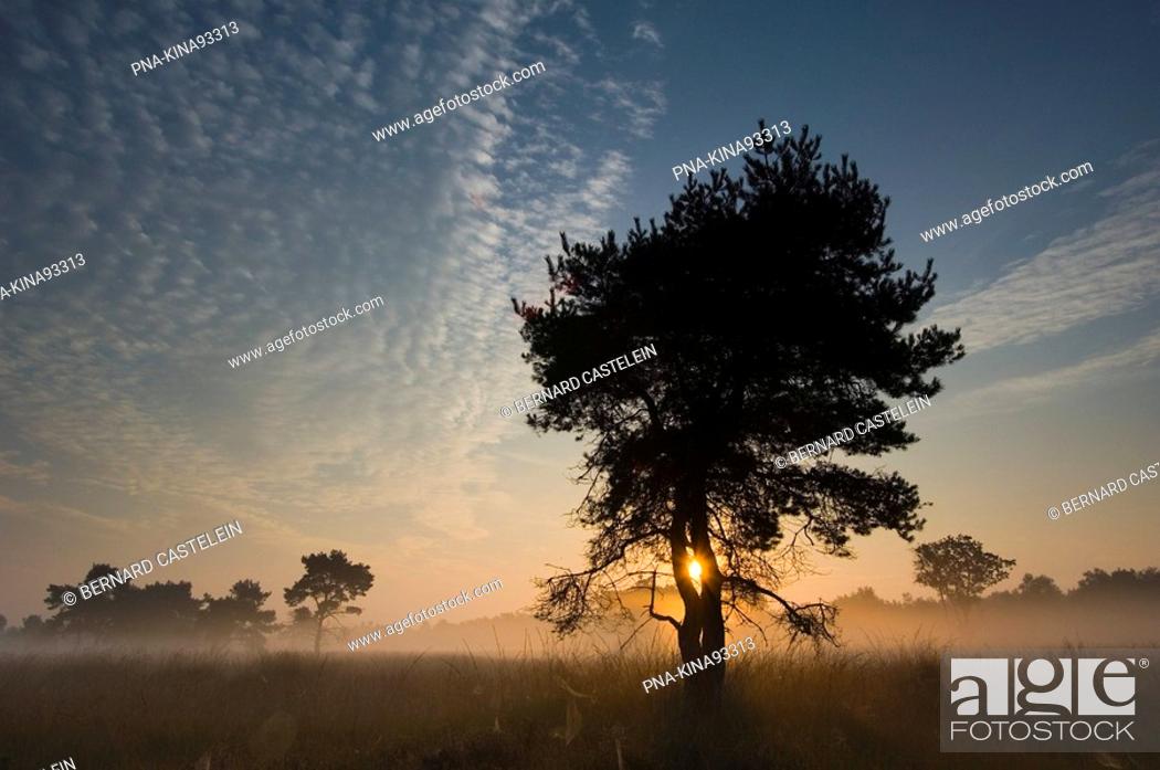 Stock Photo: Scots Pine Pinus sylvestris - Wuustwezel, Antwerp, Flanders, Belgium, Europe.