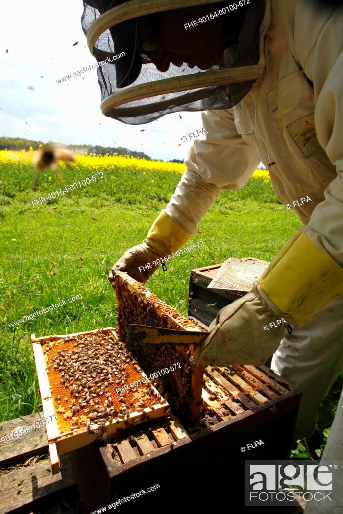 Stock Photo: Professional beekeeping, beekeeper examining Western Honey Bee Apis mellifera hives, at edge of flowering Oilseed Rape Brassica napus crop, Shropshire, England.