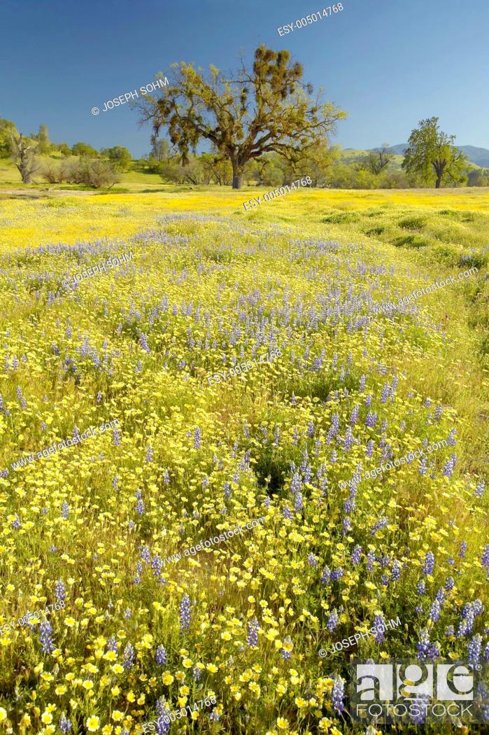 Stock Photo: Lone tree and colorful bouquet of spring flowers blossoming off Route 58 on Shell Creek road, West of Bakersfield in CA.