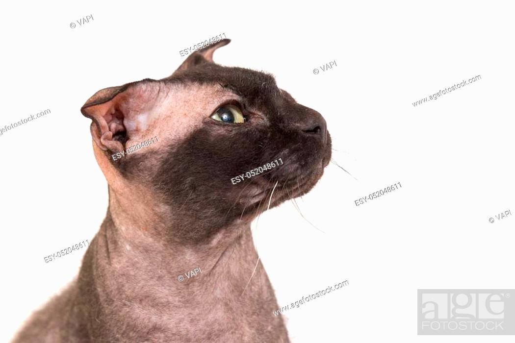 Black Purebred Sphinx Cat Isolated On White Background Ukrainian Levkoy Breed Stock Photo Picture And Low Budget Royalty Free Image Pic Esy 052048611 Agefotostock