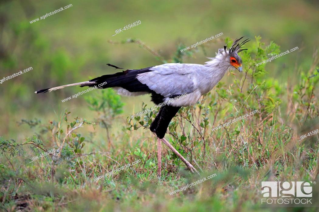 Imagen: Secretary bird (Sagittarius serpentarius), adult, hunting, concentrated, Hluhluwe Umfolozi National Park, Hluhluwe iMfolozi National Park, KwaZulu Natal.